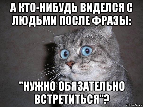 а кто-нибудь виделся с людьми после фразы: "нужно обязательно встретиться"?, Мем  удивлённый кот