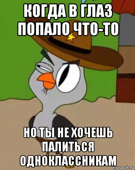 когда в глаз попало что-то но ты не хочешь палиться одноклассникам, Мем    Упоротая сова