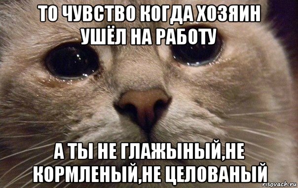 то чувство когда хозяин ушёл на работу а ты не глажыный,не кормленый,не целованый, Мем   В мире грустит один котик