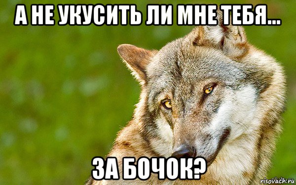 а не укусить ли мне тебя... за бочок?, Мем   Volf