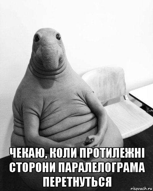  чекаю, коли протилежні сторони паралелограма перетнуться, Мем  Ждун