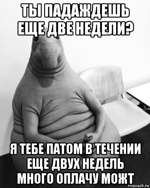 ты падаждешь еще две недели? я тебе патом в течении еще двух недель много оплачу можт, Мем  Ждун