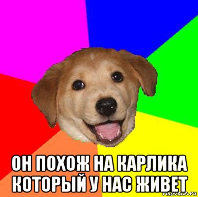  он похож на карлика который у нас живет, Мем Advice Dog