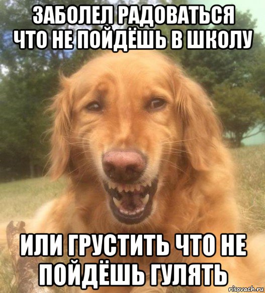 заболел радоваться что не пойдёшь в школу или грустить что не пойдёшь гулять, Мем   Когда увидел что соседского кота отнесли в чебуречную