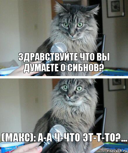 Здравствуйте что вы думаете о СибНов? (Макс): А-а ч-что эт-т-то?..., Комикс  кот с микрофоном