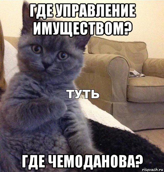 где управление имуществом? где чемоданова?, Мем Котик - Туть