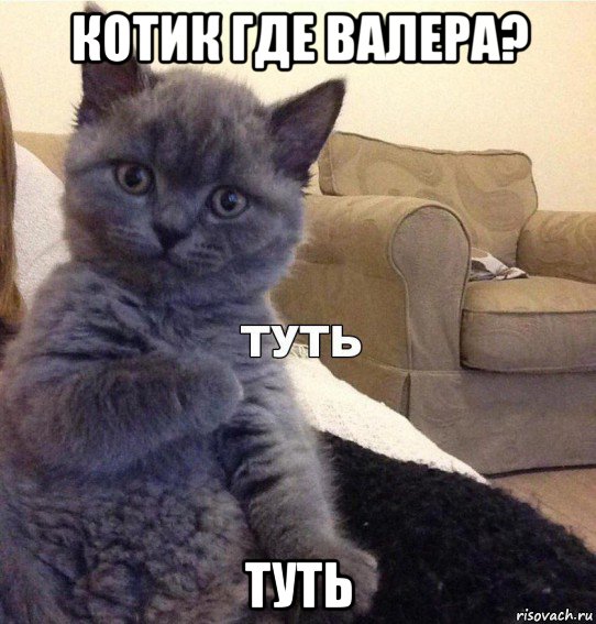 котик где валера? туть, Мем Котик - Туть