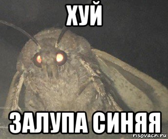 хуй залупа синяя, Мем Матылёк