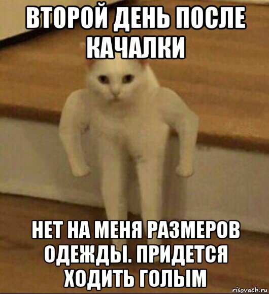 второй день после качалки нет на меня размеров одежды. придется ходить голым, Мем  Полукот