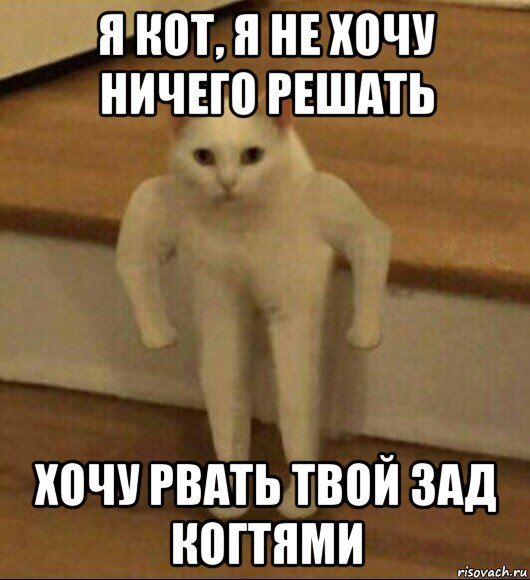 я кот, я не хочу ничего решать хочу рвать твой зад когтями, Мем  Полукот