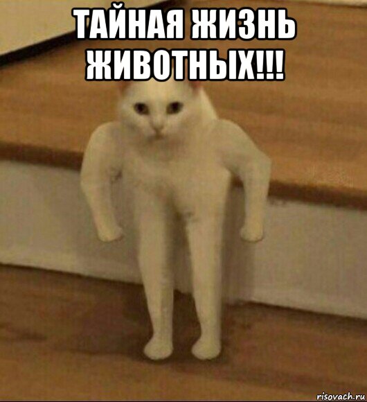 тайная жизнь животных!!! , Мем  Полукот