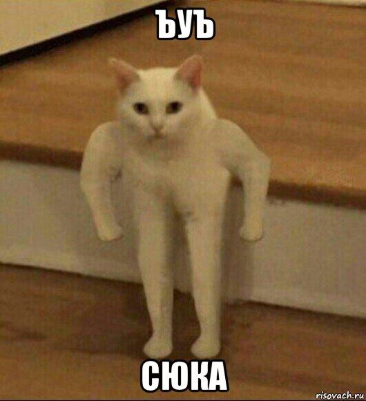 ъуъ сюка, Мем  Полукот