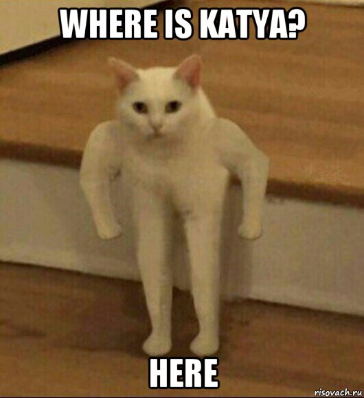 where is katya? here, Мем  Полукот