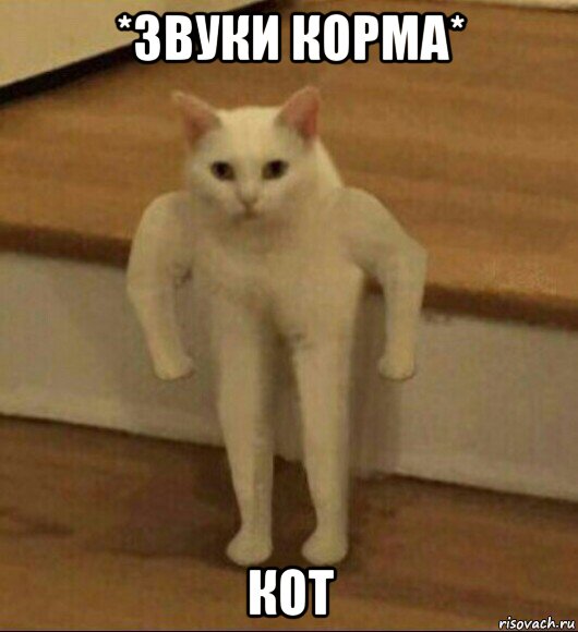 *звуки корма* кот, Мем  Полукот