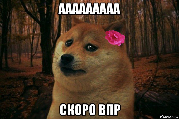 ааааааааа скоро впр, Мем  SAD DOGE GIRL