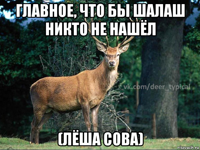 главное, что бы шалаш никто не нашёл (лёша сова), Мем Паблик Типичный олень