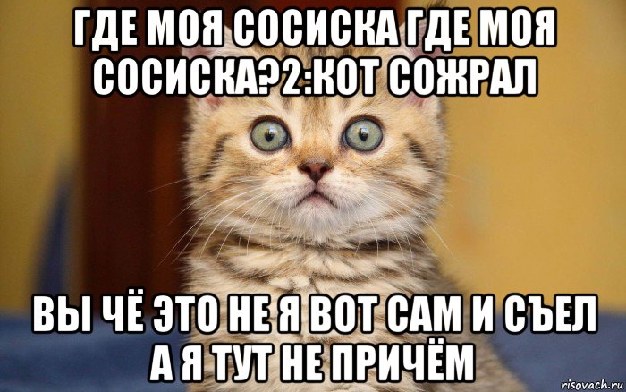 где моя сосиска где моя сосиска?2:кот сожрал вы чё это не я вот сам и съел а я тут не причём, Мем  удивление