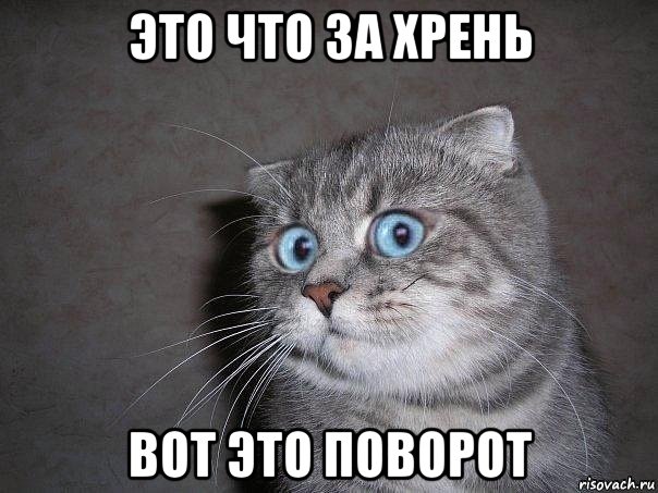 это что за хрень вот это поворот, Мем  удивлённый кот