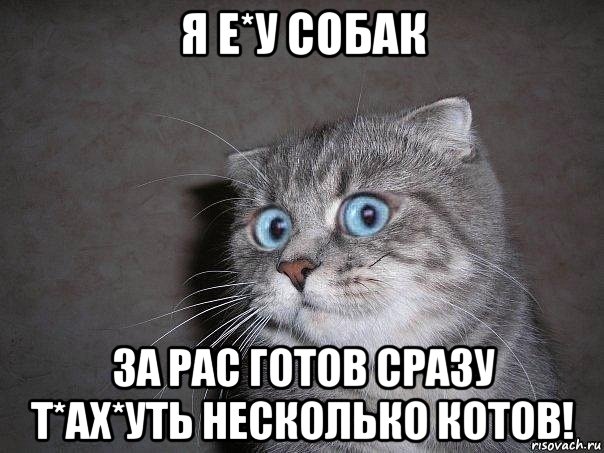 я е*у собак за рас готов сразу т*ах*уть несколько котов!, Мем  удивлённый кот