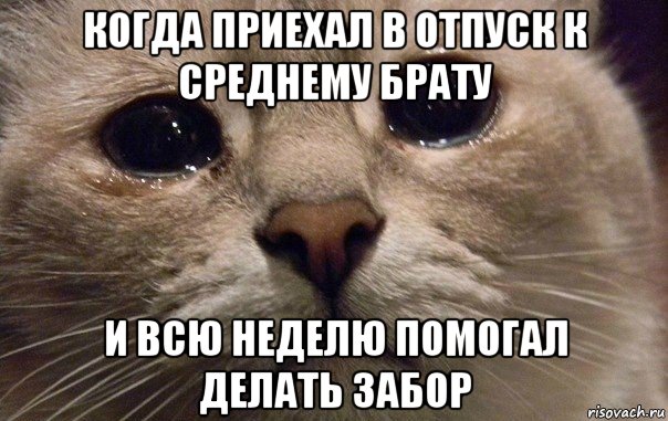 когда приехал в отпуск к среднему брату и всю неделю помогал делать забор, Мем   В мире грустит один котик