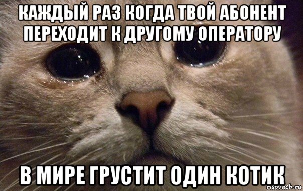 каждый раз когда твой абонент переходит к другому оператору в мире грустит один котик, Мем   В мире грустит один котик