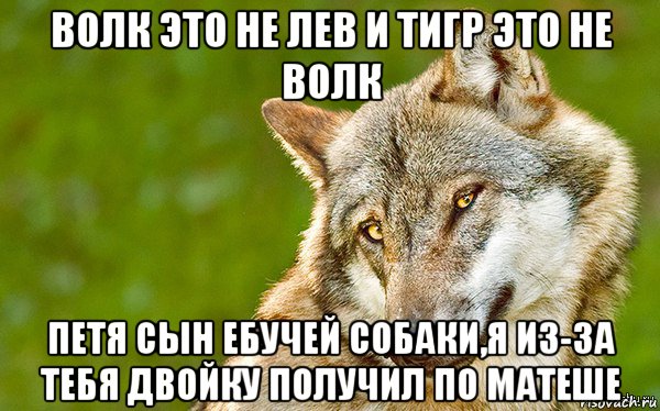 волк это не лев и тигр это не волк петя сын ебучей собаки,я из-за тебя двойку получил по матеше, Мем   Volf