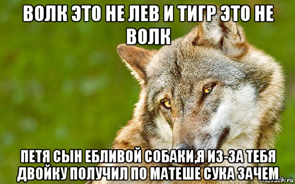 волк это не лев и тигр это не волк петя сын ебливой собаки,я из-за тебя двойку получил по матеше сука зачем