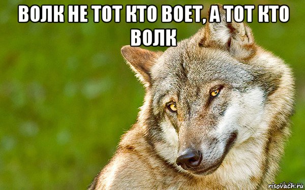 волк не тот кто воет, а тот кто волк , Мем   Volf