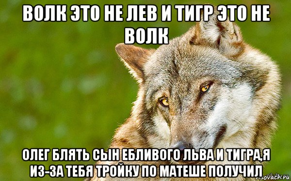 волк это не лев и тигр это не волк олег блять сын ебливого льва и тигра,я из-за тебя тройку по матеше получил, Мем   Volf