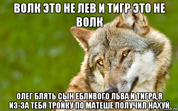 волк это не лев и тигр это не волк олег блять сын ебливого льва и тигра,я из-за тебя тройку по матеше получил нахуй, Мем   Volf