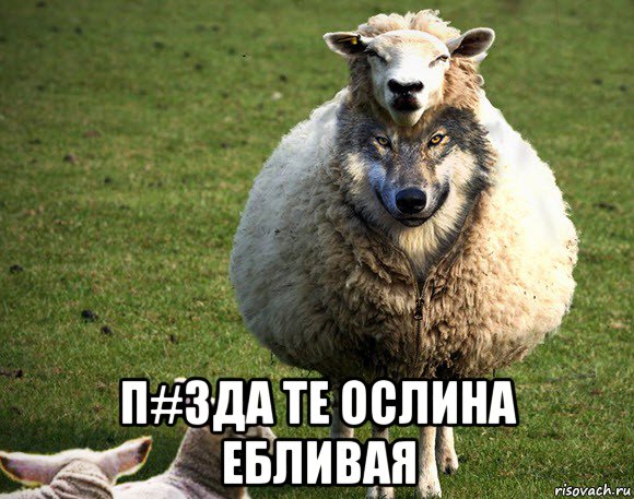  п#зда те ослина ебливая, Мем Злая Овца