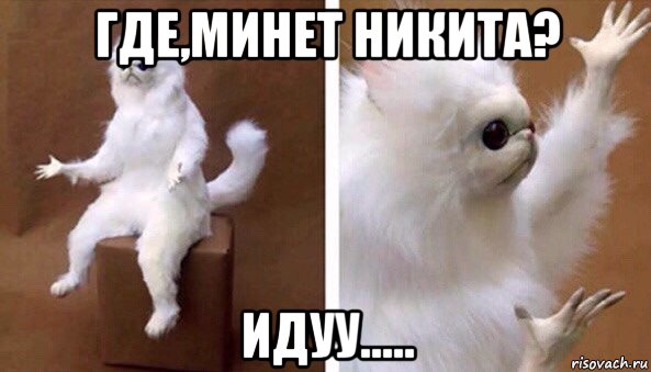 где,минет никита? идуу....., Мем Чучело кота