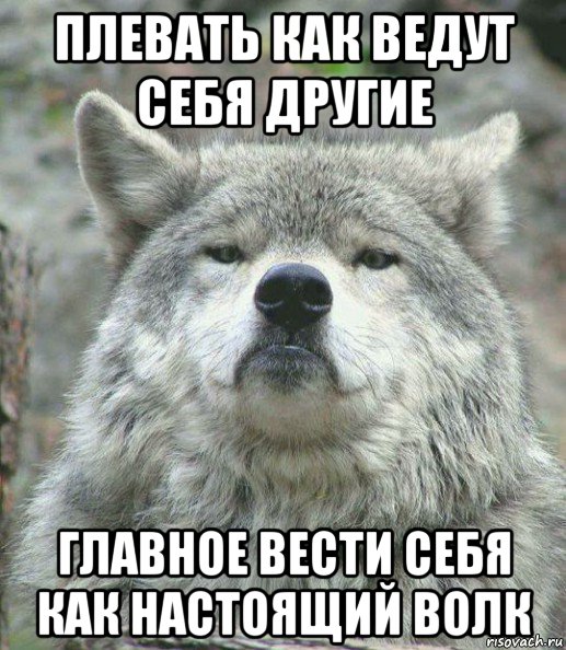 плевать как ведут себя другие главное вести себя как настоящий волк, Мем    Гордый волк