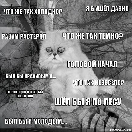 Что же так холодно? Что так невесело? Что же так темно? Был бы я молодым.... Был бы красивым я.... Я б ушёл давно Шёл бы я по лесу Разум растерял Голую ветку я звал бы невестою Головой качал, Комикс  кот безысходность