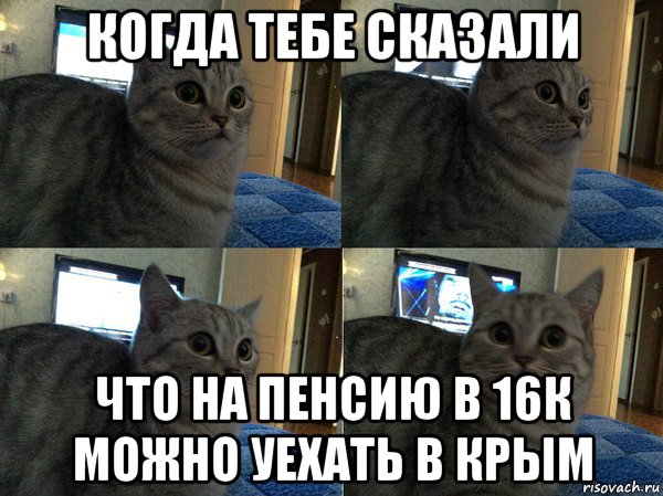 когда тебе сказали что на пенсию в 16к можно уехать в крым, Мем  Кот в шоке