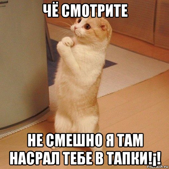 чё смотрите не смешно я там насрал тебе в тапки!¡!, Мем  котэ молится