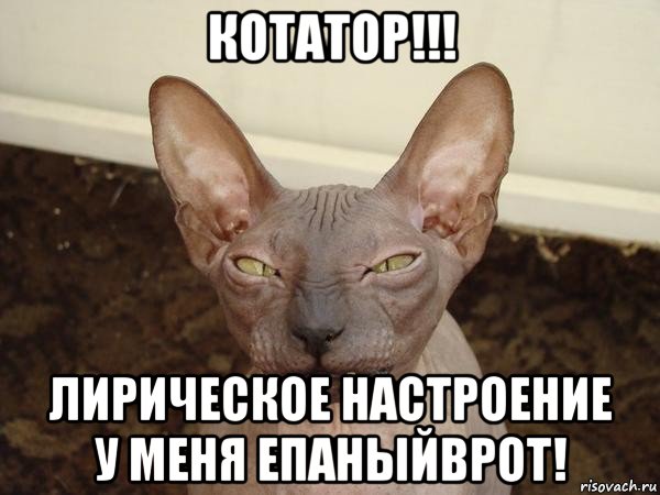 котатор!!! лирическое настроение у меня епаныйврот!, Мем  Злой котик