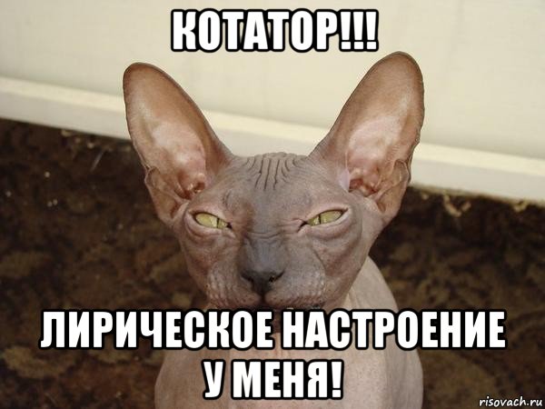 котатор!!! лирическое настроение у меня!, Мем  Злой котик