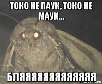 токо не паук, токо не маук... бляяяяяяяяяяяяя, Мем Матылёк