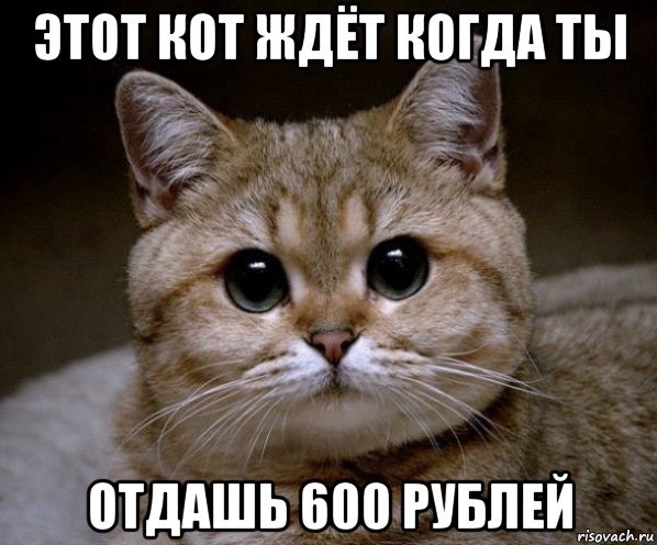 этот кот ждёт когда ты отдашь 600 рублей, Мем Пидрила Ебаная