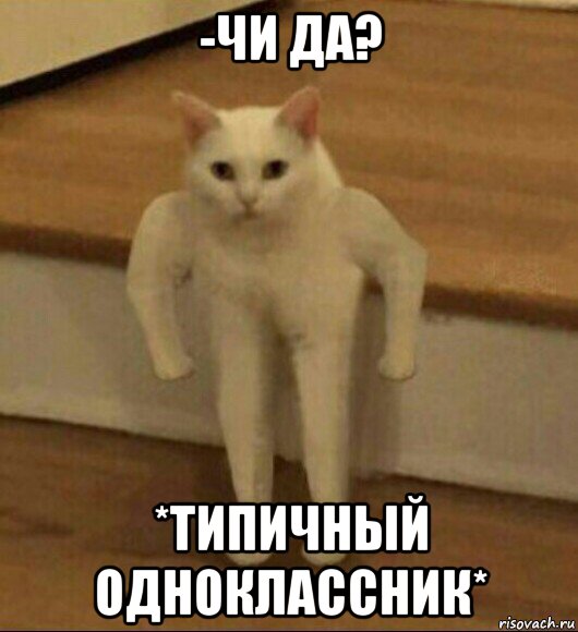 -чи да? *типичный одноклассник*, Мем  Полукот