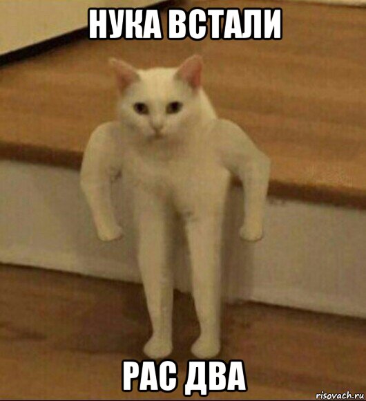 нука встали рас два, Мем  Полукот