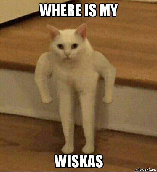 where is my wiskas, Мем  Полукот