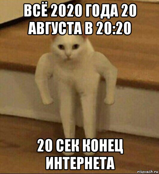 всё 2020 года 20 августа в 20:20 20 сек конец интернета, Мем  Полукот