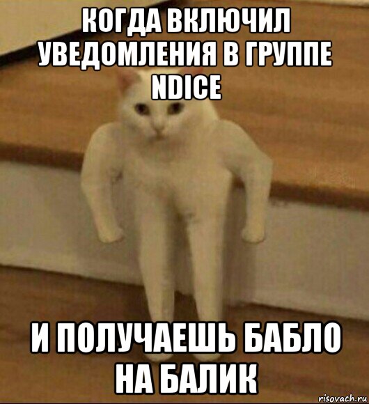 когда включил уведомления в группе ndice и получаешь бабло на балик, Мем  Полукот