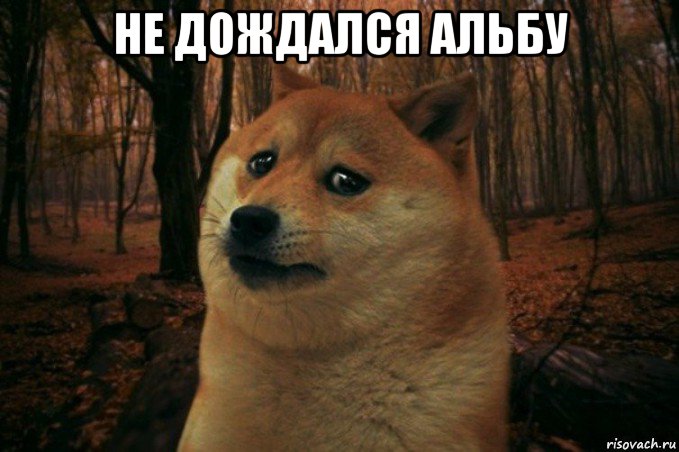 не дождался альбу , Мем SAD DOGE