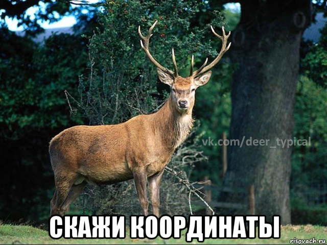  скажи координаты, Мем Паблик Типичный олень