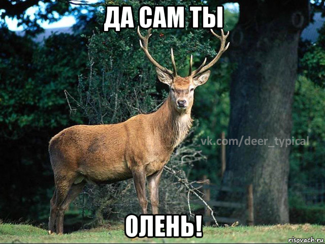 да сам ты олень!, Мем Паблик Типичный олень