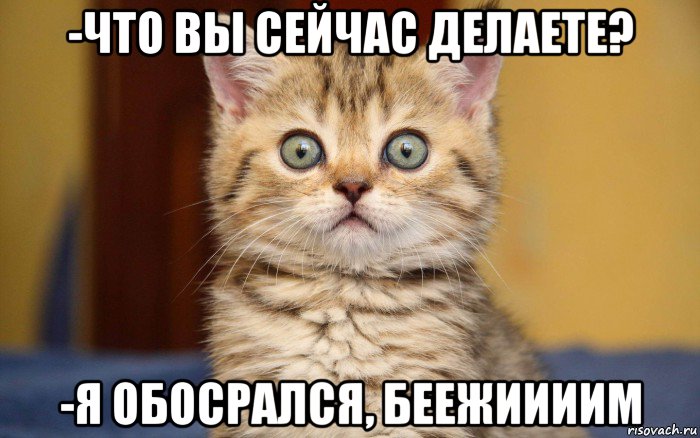 -что вы сейчас делаете? -я обосрался, беежиииим