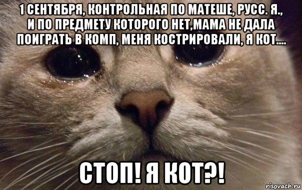 1 сентября, контрольная по матеше, русс. я., и по предмету которого нет,мама не дала поиграть в комп, меня кострировали, я кот.... стоп! я кот?!, Мем   В мире грустит один котик